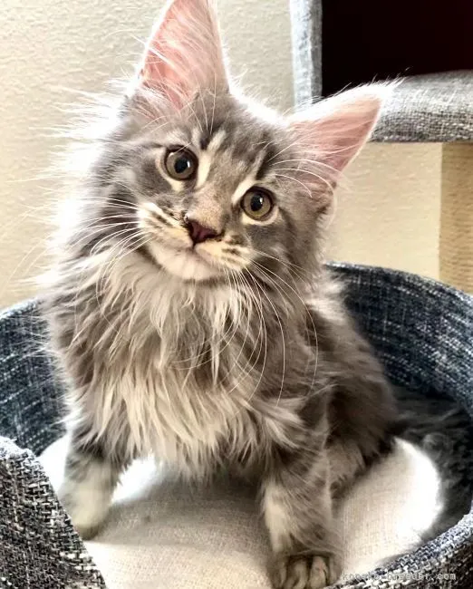 ID：2112-00536の子猫