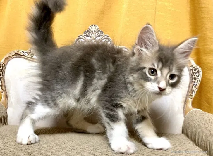 ID：2205-01704の子猫