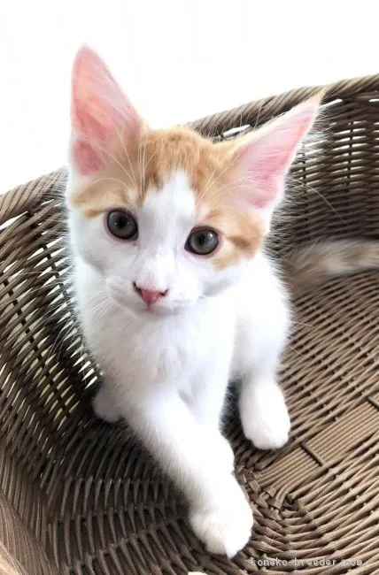 ID:1804-01669の子猫