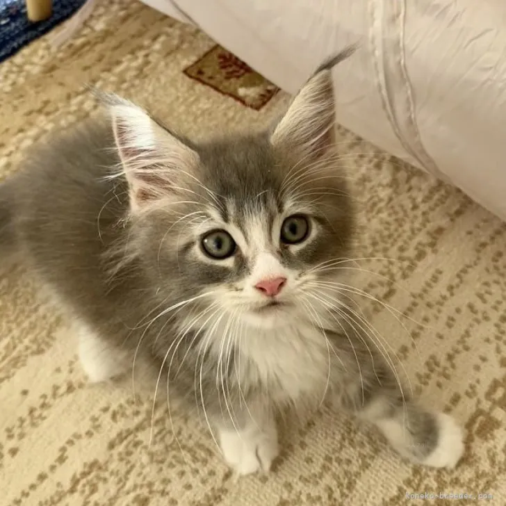 ID：2311-00241の子猫