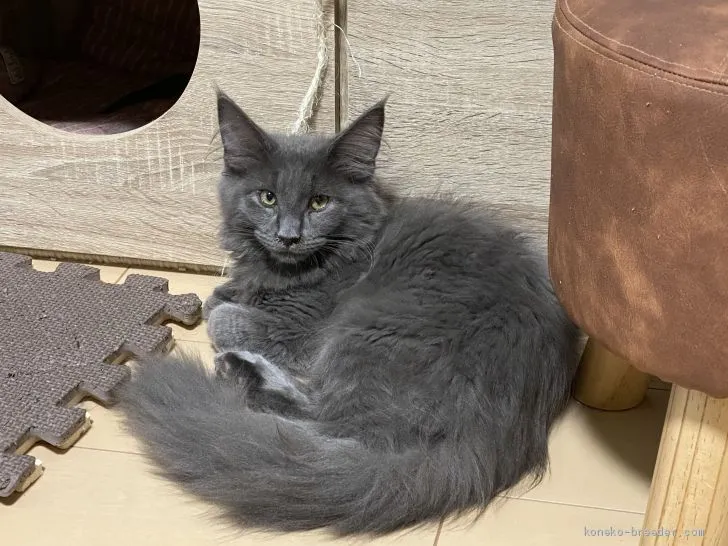ID:2006-01475の子猫