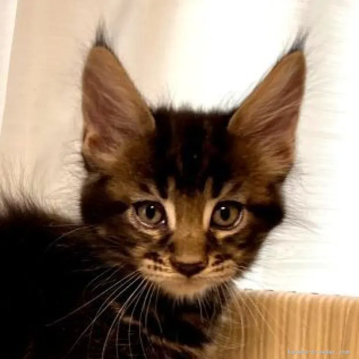 ID：2302-01619の子猫