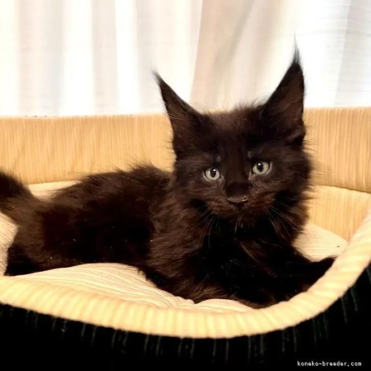 ID:2302-01616の子猫