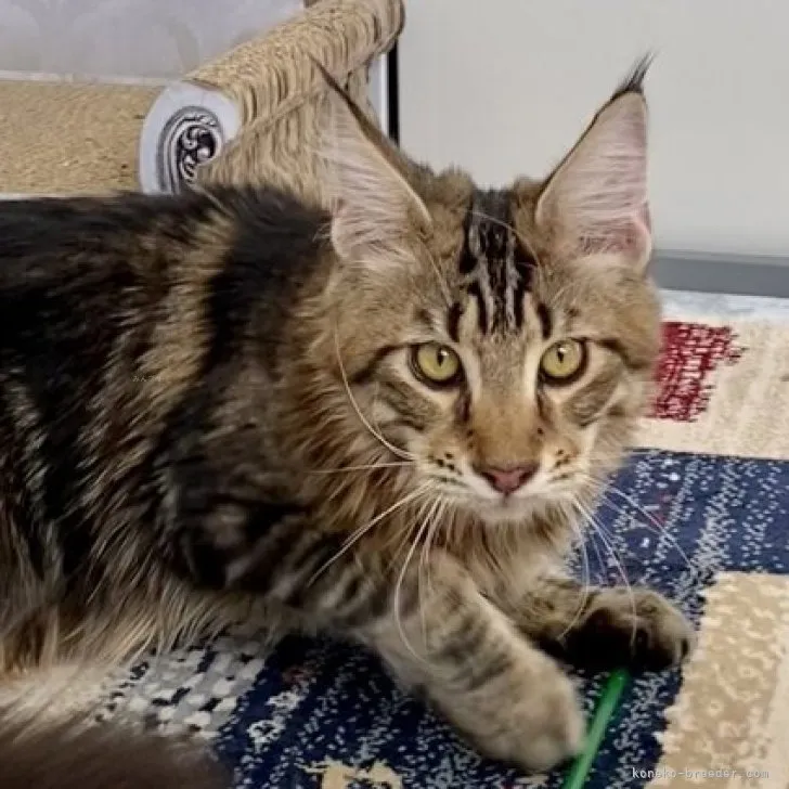 ID:2307-01941の子猫