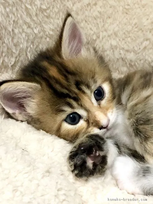 ID：1903-01405の子猫