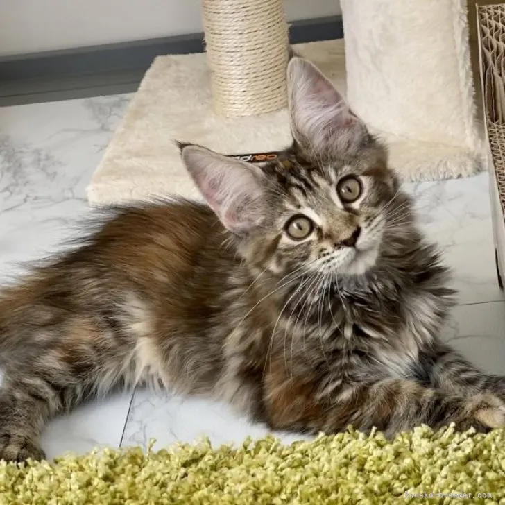 ID:2302-01666の子猫