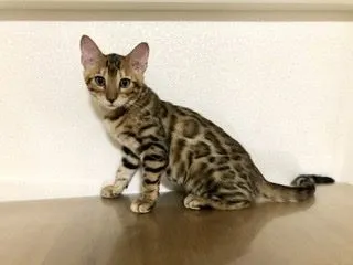 ID：1910-01363の子猫