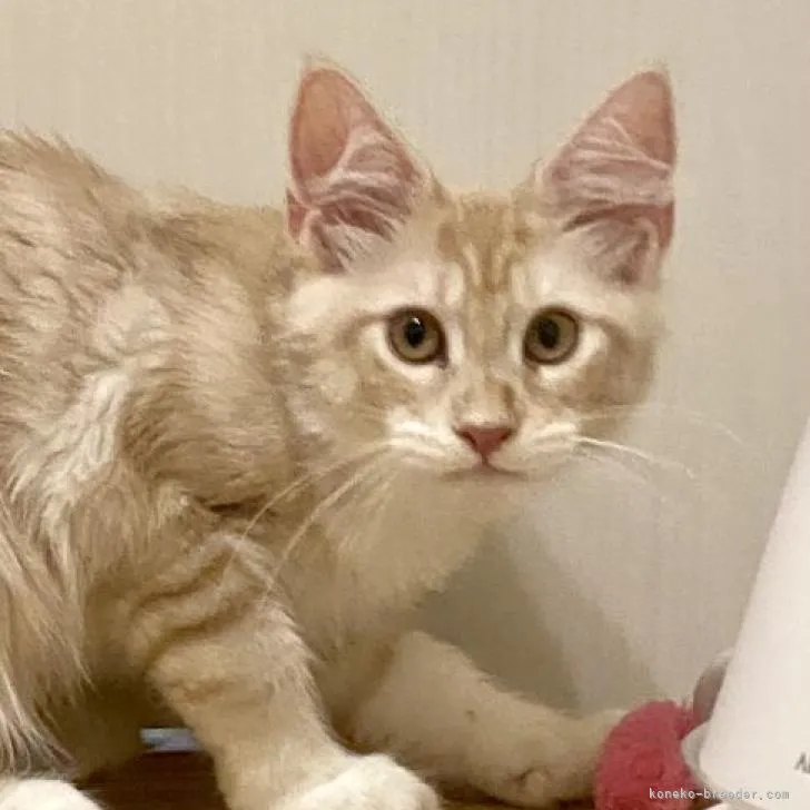 ID:2209-01194の子猫