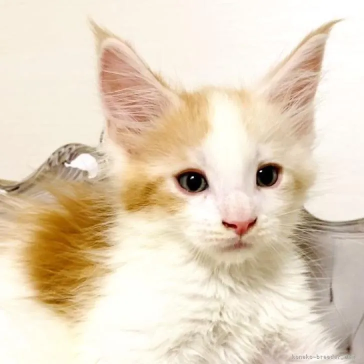 ID:2211-00742の子猫