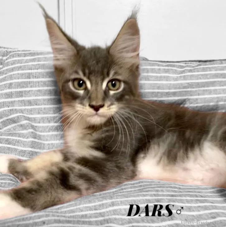ID:2210-00214の子猫