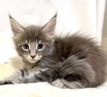 メインクーン【栃木県・女の子・2021年1月27日・ブルータビー】の写真「めちゃくちゃ美人さんです✨」