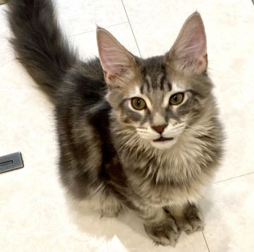 メインクーン【栃木県・男の子・2021年8月24日・ブルークラシックタビー】の写真「甘ったれさん😸💕」