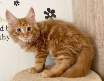 メインクーン【栃木県・男の子・2020年3月18日・レッドクラシックタビー（長毛のふわもこ君💞）】の写真「ビタミンカラーのモコモコくん🤩キュートな男の子💖」