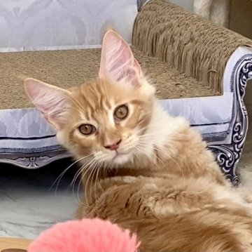 メインクーン【栃木県・男の子・2023年11月5日・レッドクラシックタビー&ホワイト】の写真「ちょ〜懐っこいくつ下にゃんこ君です💕」