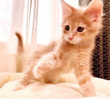 メインクーン【栃木県・男の子・2020年12月27日・クリームクラシックタビー】の写真「透明感のある明るいカラーの美にゃん君💖」