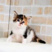 メインクーンとノルウェイジャンFC【栃木県・女の子・2018年3月20日・ブラウンパッチドタビー&ホワイト】の写真1「4/22撮影」