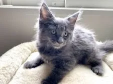 メインクーン【栃木県・男の子・2021年7月27日・ブルーソリッド】の写真1