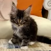 メインクーン【栃木県・男の子・2024年4月11日・ブラウンタビー&ホワイト】の写真1