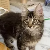 メインクーン【栃木県・男の子・2024年8月13日・ブラウンクラシックタビー】の写真1「まん丸おめめがとってもキュートな男の子💕」