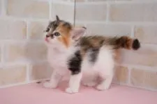 メインクーンとノルウェイジャンFC【栃木県・女の子・2018年3月20日・ブラウンパッチドタビー&ホワイト】の写真2