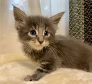 メインクーン【栃木県・女の子・2021年1月1日・ブルーシルバータビー】の写真2