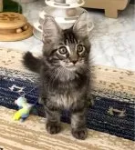 メインクーン【栃木県・男の子・2024年8月13日・ブラウンクラシックタビー】の写真2「しっかりした四肢✨」