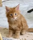 メインクーン【栃木県・男の子・2024年4月11日・レッドクラシックタビー】の写真3