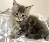 メインクーン【栃木県・男の子・2022年10月10日・ブルークラシックタビー】の写真3