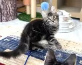 メインクーン【栃木県・男の子・2024年8月13日・ブラウンクラシックタビー】の写真3「横から見るとクラシックタビー柄がはっきり入ってます!!(この写真はちょっと見にくいけど😅)」