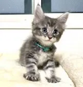 メインクーン【栃木県・女の子・2021年7月4日・ブルーシルバークラシックタビー】の写真3