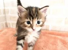 メインクーン【栃木県・女の子・2019年2月25日・ブラウンパッチドタビー】の写真3