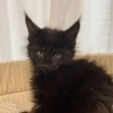 メインクーン【栃木県・男の子・2023年1月5日・ブラックソリッド】の写真3