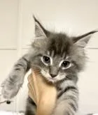 メインクーン【栃木県・男の子・2022年10月10日・ブルークラシックタビー】の写真4