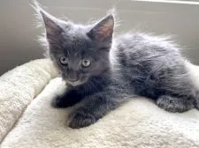 メインクーン【栃木県・男の子・2021年7月27日・ブルーソリッド】の写真4