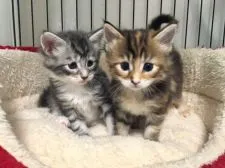 メインクーン【栃木県・男の子・2019年2月25日・シルバータビー&ホワイト】の写真4「左側の子です‼️右側はももちゃん🐾」