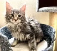 メインクーン【栃木県・男の子・2021年9月25日・ブルーシルバークラシックタビー】の写真4