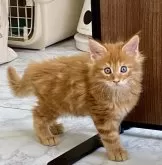 メインクーン【栃木県・男の子・2024年4月11日・レッドクラシックタビー】の写真4