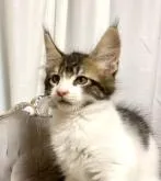 メインクーン【栃木県・女の子・2022年7月31日・ブラウンタビー&ホワイト】の写真4