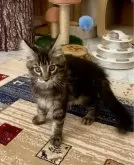 メインクーン【栃木県・男の子・2024年8月13日・ブラウンクラシックタビー】の写真5「ほぼ黒のブラウンタビーなのでかっこいいメインクーンになると思います!!」