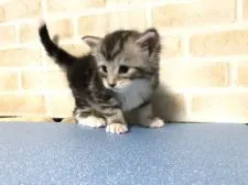 メインクーン【栃木県・男の子・2019年2月25日・シルバータビー&ホワイト】の写真5「しっぽの先がホワイト💕」