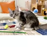 メインクーン【栃木県・女の子・2025年3月1日・シルバータビー&ホワイト】の写真5「狙ってます💨」