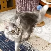 メインクーン【栃木県・女の子・2025年5月3日・ブルータビー】の写真2「ペンライトテールがチャームポイント❣️」