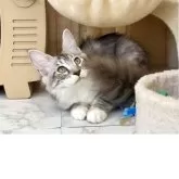 メインクーン【栃木県・女の子・2025年3月1日・シルバータビー&ホワイト】の写真4「何が見えるらしい👀」