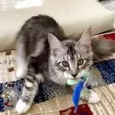 メインクーン【栃木県・女の子・2025年3月1日・シルバータビー&ホワイト】の写真2「捕獲‼️」