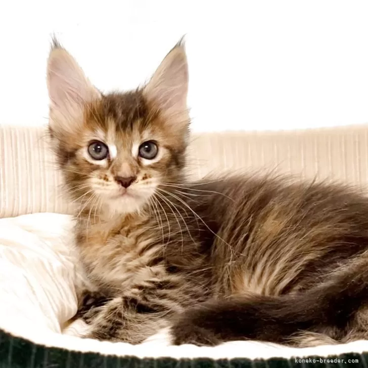 メインクーン【栃木県・女の子・2025年10月29日・ブラウンマッカレルタビー】の写真1