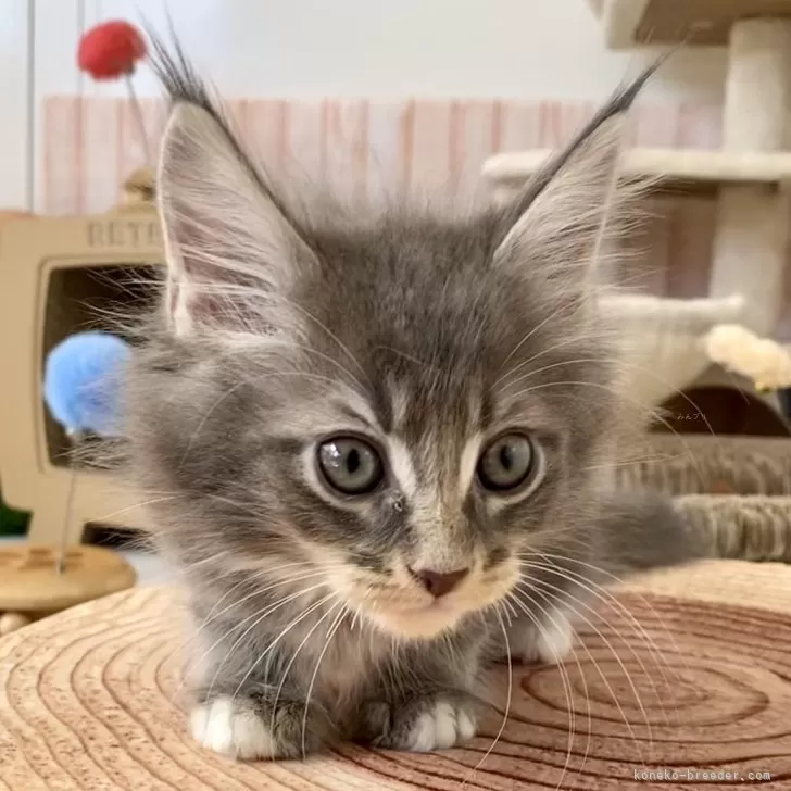 ID:2504-01981の子猫