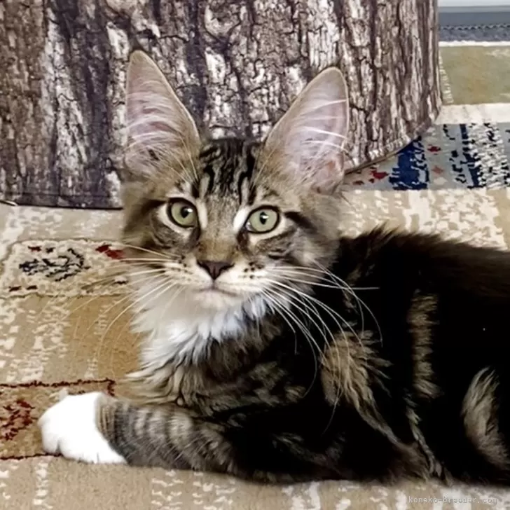 ID：2505-01375の子猫