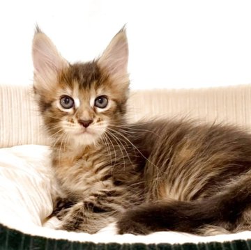 メインクーン【栃木県・女の子・2025年10月29日・ブラウンマッカレルタビー】の写真「食欲旺盛な元気っ子❣️将来が楽しみな女の子です❣️」