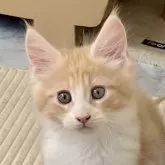 メインクーン