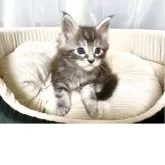 メインクーン【栃木県・男の子・2025年11月4日・シルバータビー】の写真6